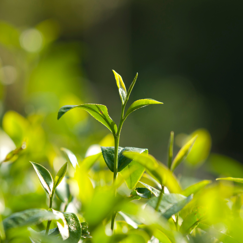 tea-tree-als-cosmetica-ingrediënt